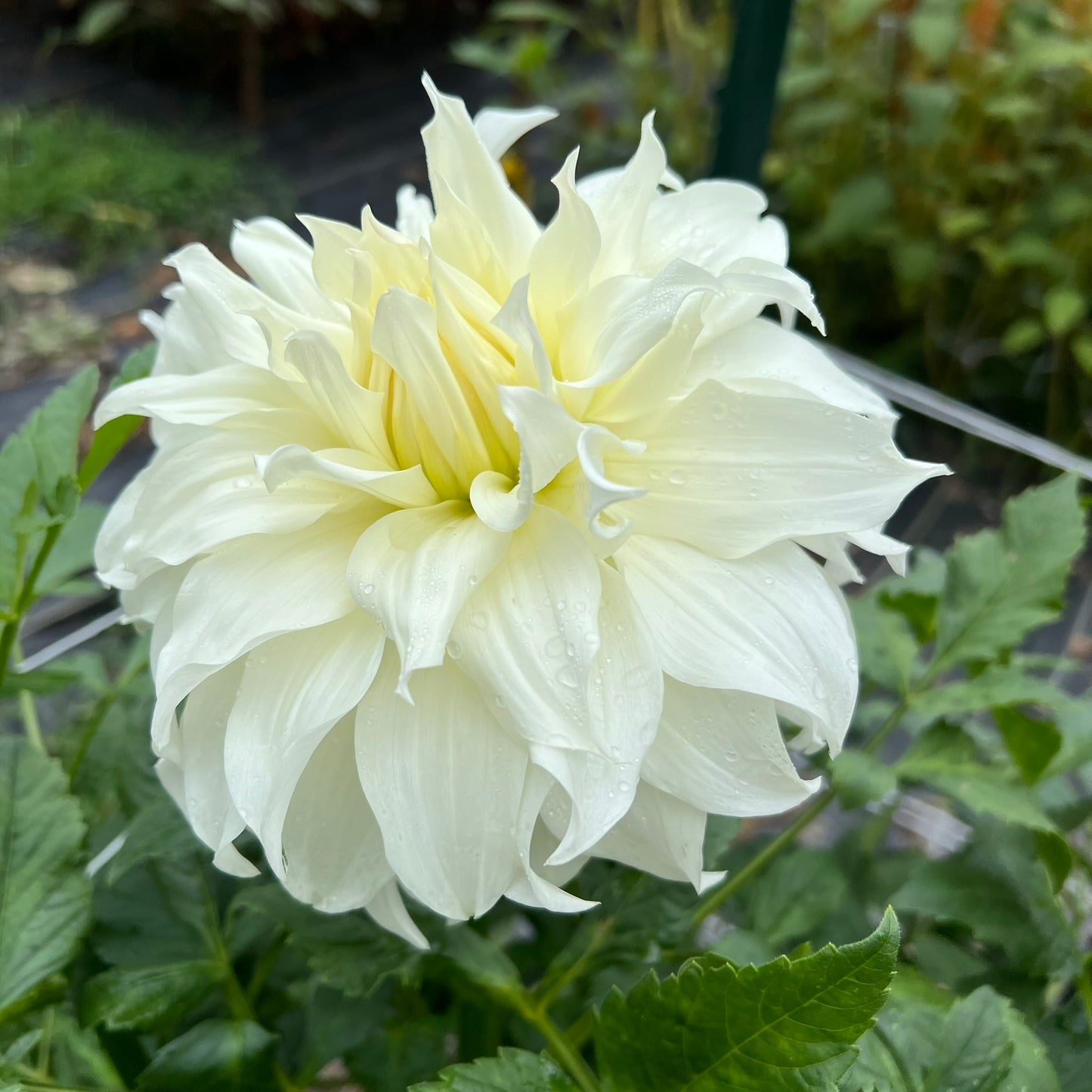 KA's™ Khaleesi Dahlia Tuber