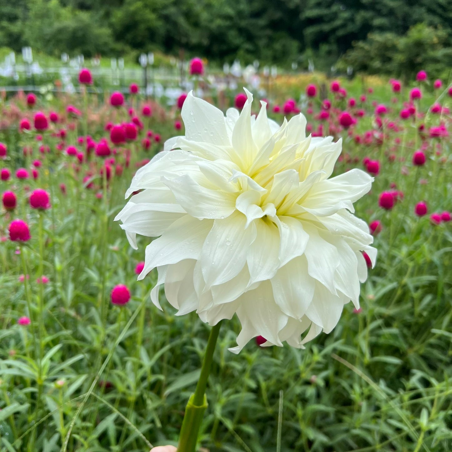 KA's™ Khaleesi Dahlia Tuber