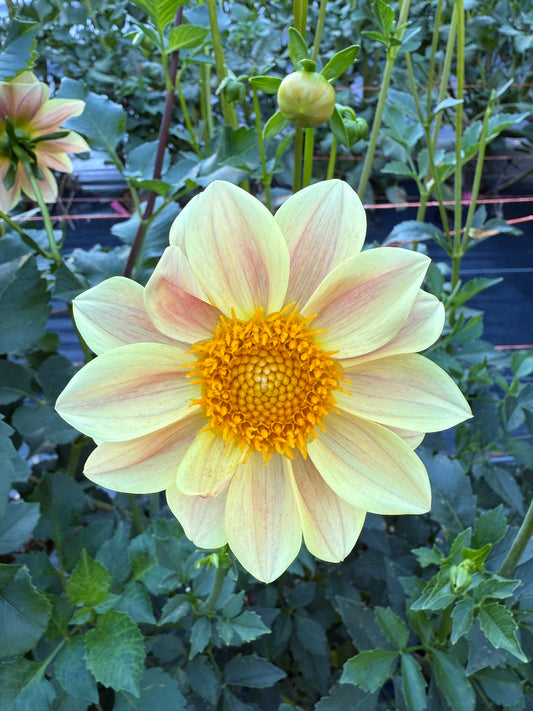 Bloomquist Honeycomb Dahlia Tuber