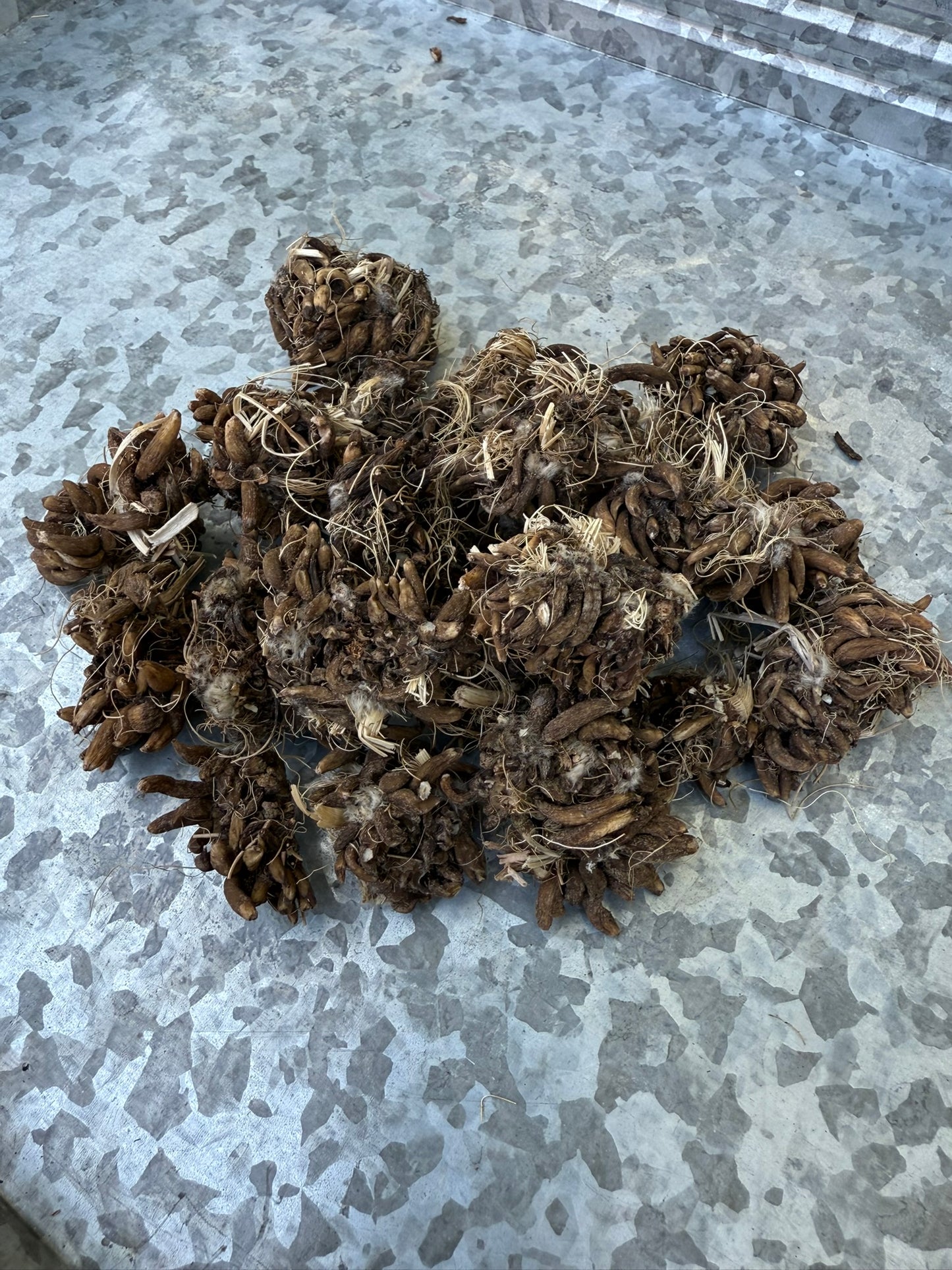 Romance Hydra Ranunculus Corms