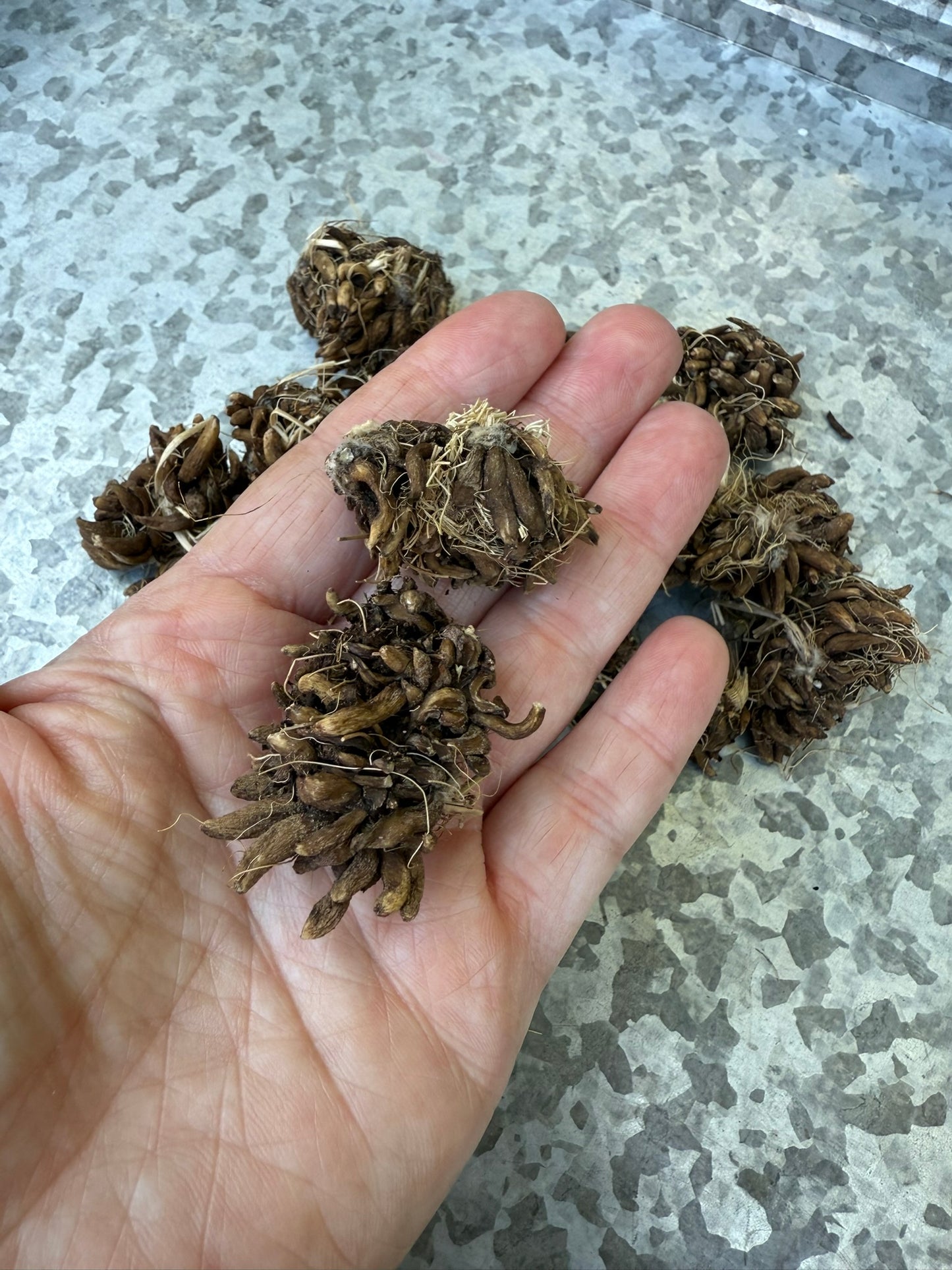 Romance Hydra Ranunculus Corms