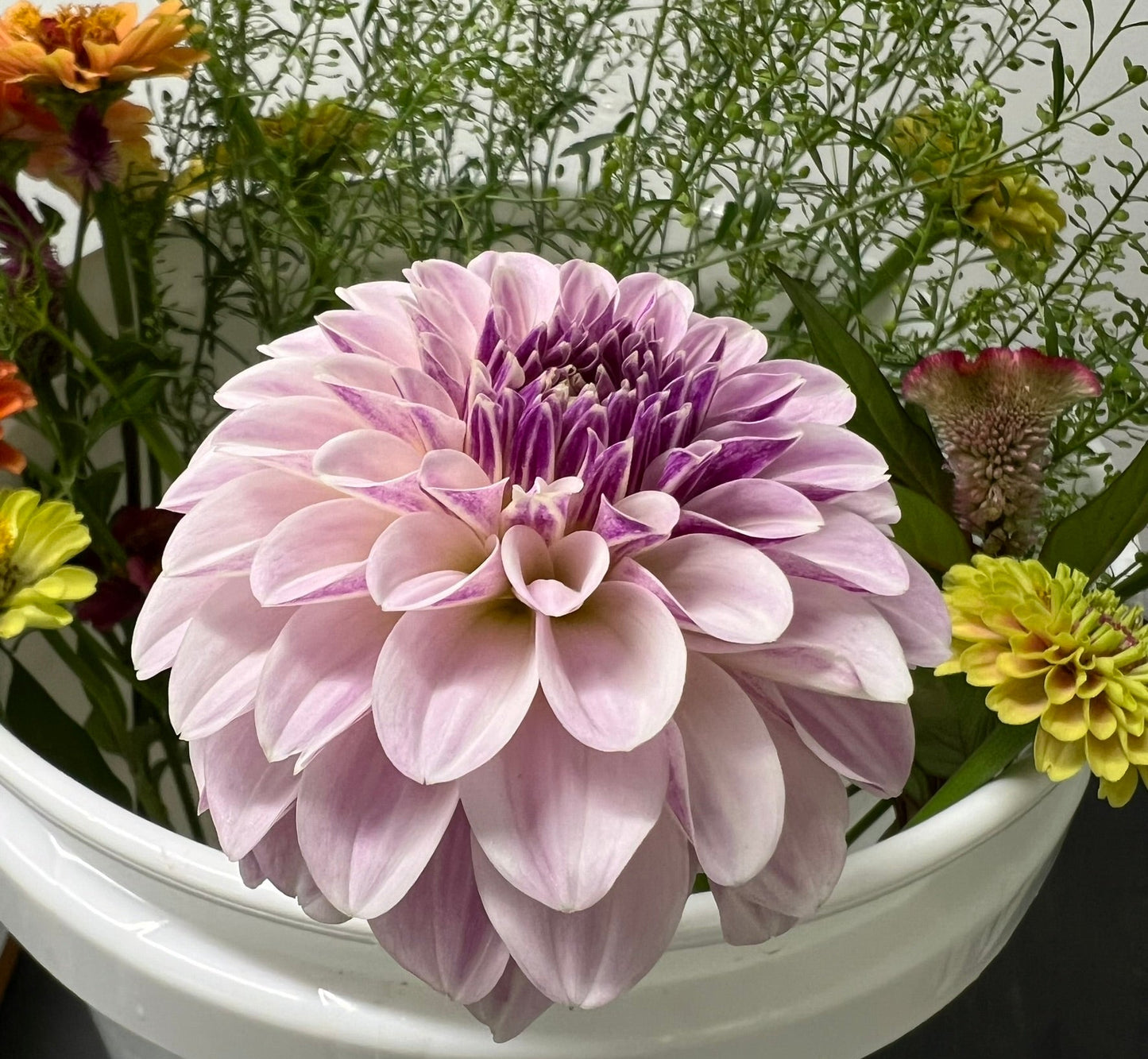 Salish Twilight Girl Dahlia Tuber