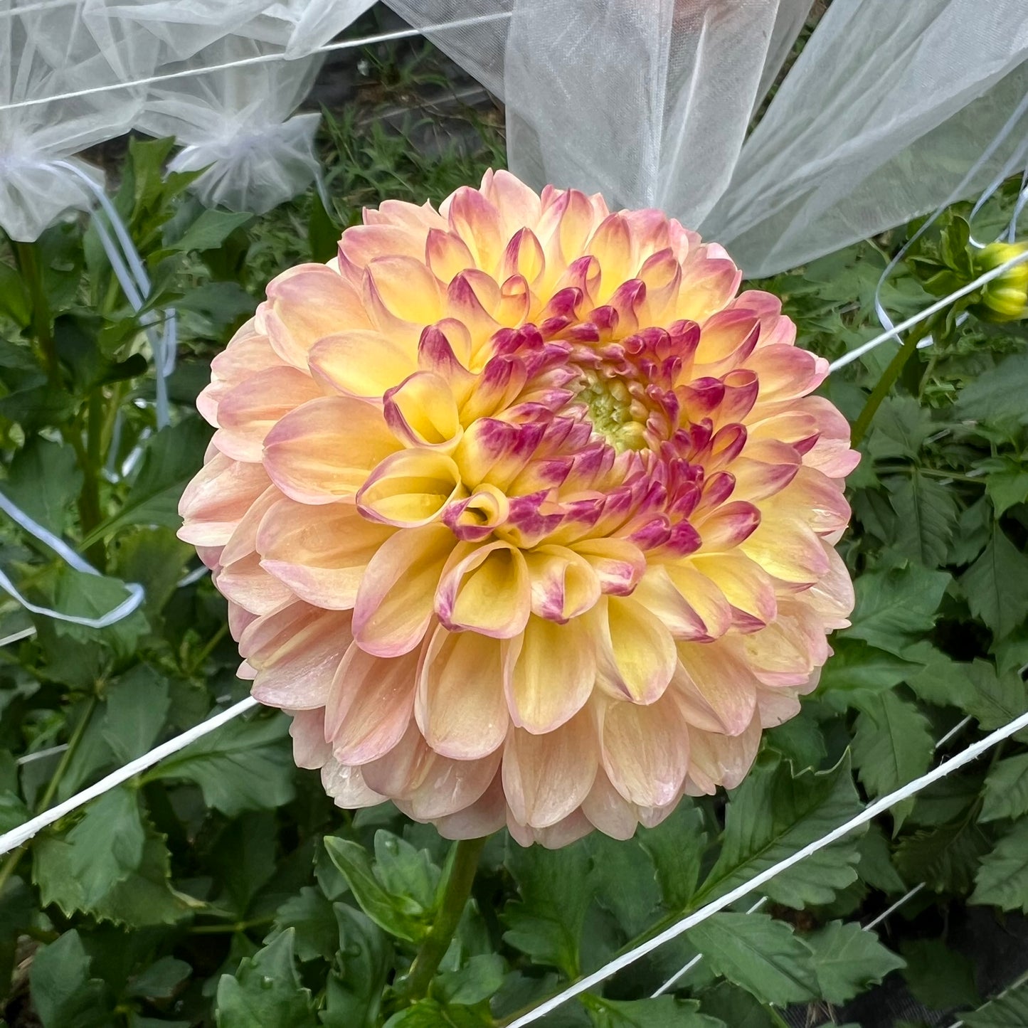 French Doll Dahlia Tuber