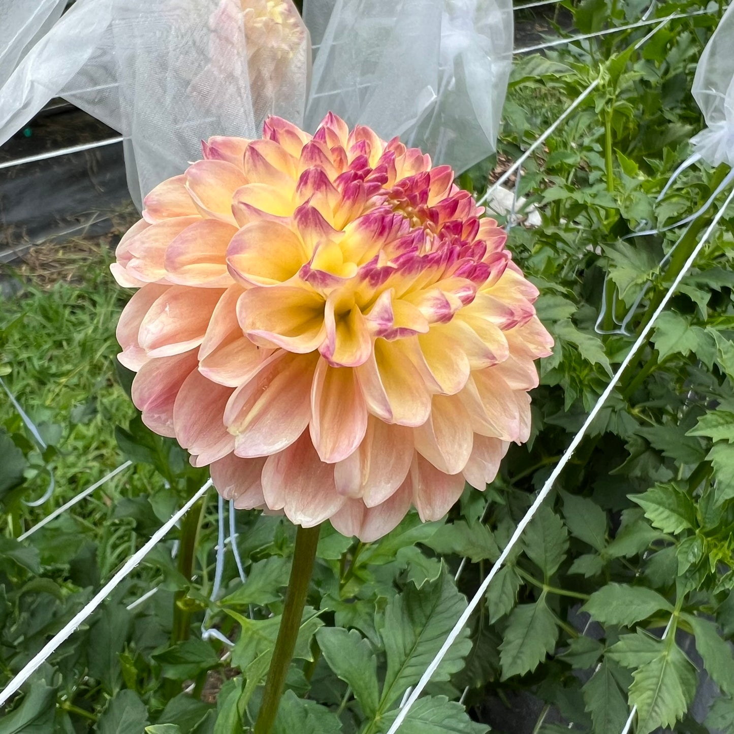 French Doll Dahlia Tuber