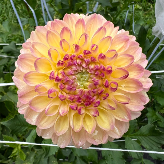 French Doll Dahlia Tuber