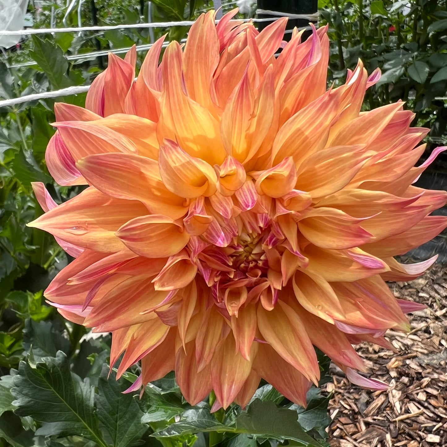 Tyrell Dahlia Tuber