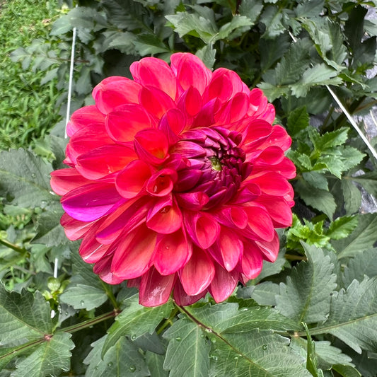 Doodlebug Dahlia Tuber