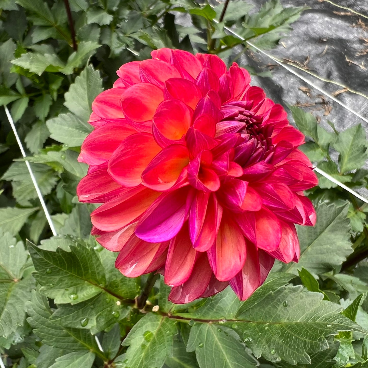 Doodlebug Dahlia Tuber