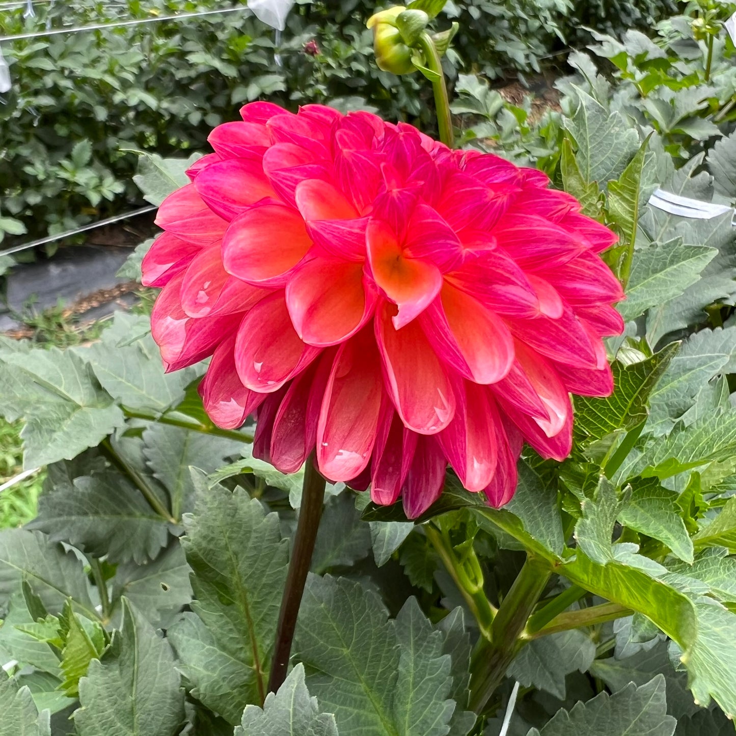 Doodlebug Dahlia Tuber