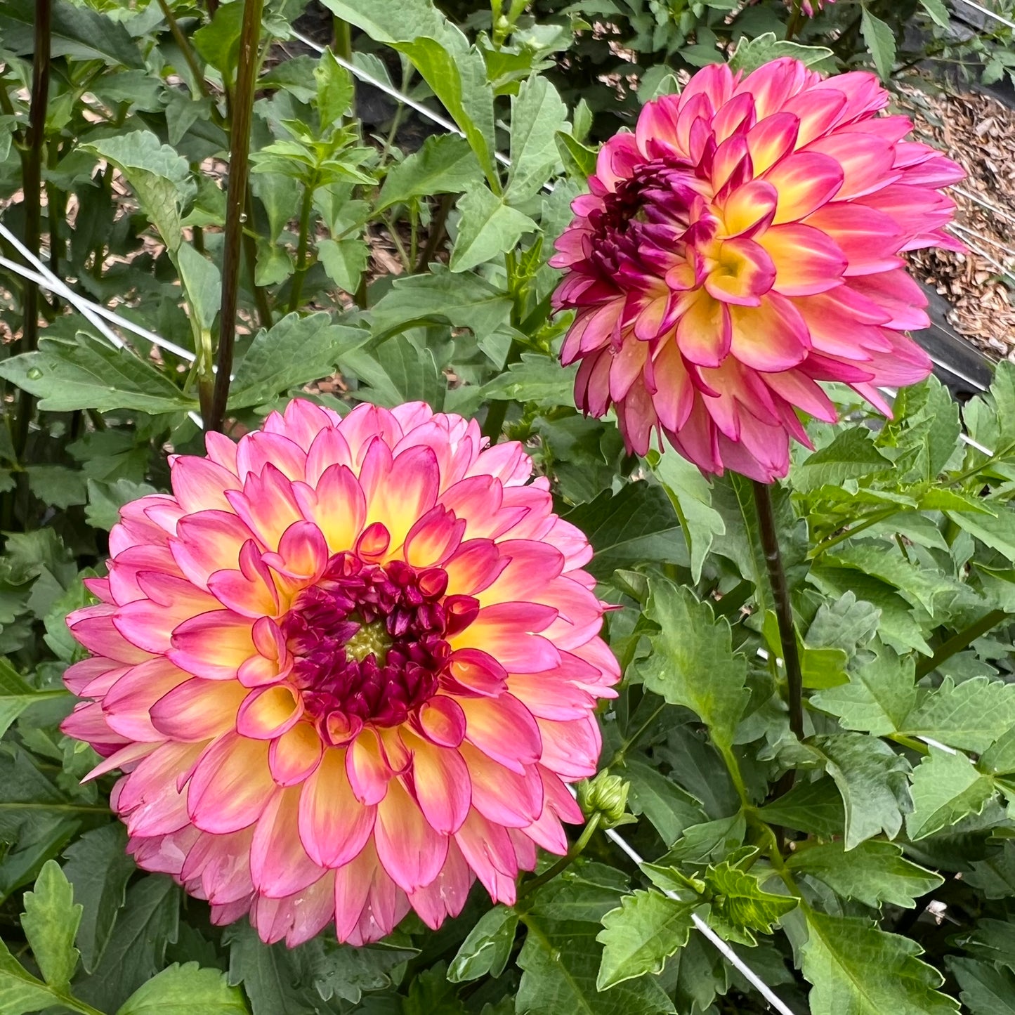 Foxy Lady Dahlia Tuber