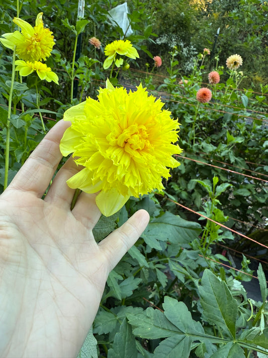 Parkland Savoy Dahlia Tuber