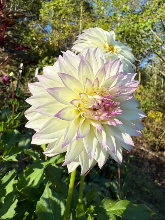 Bloomquist Sterling Dahlia Tuber