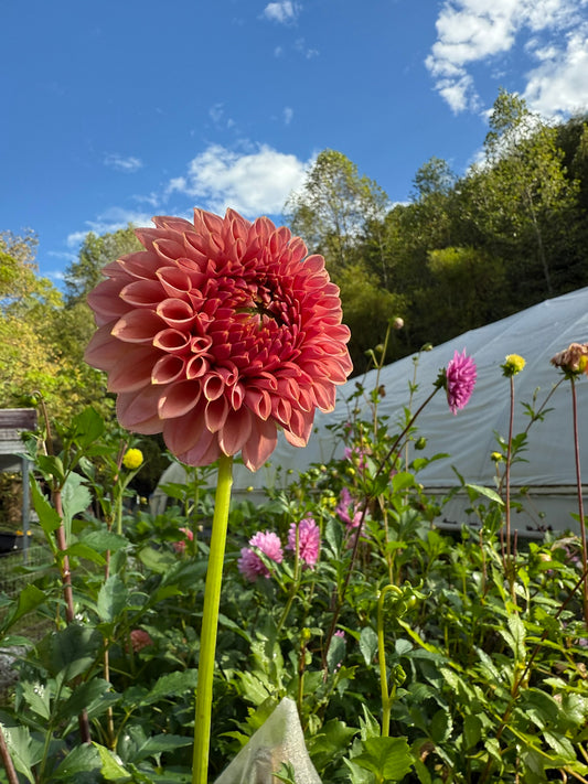 Lee's James Dahlia Tuber