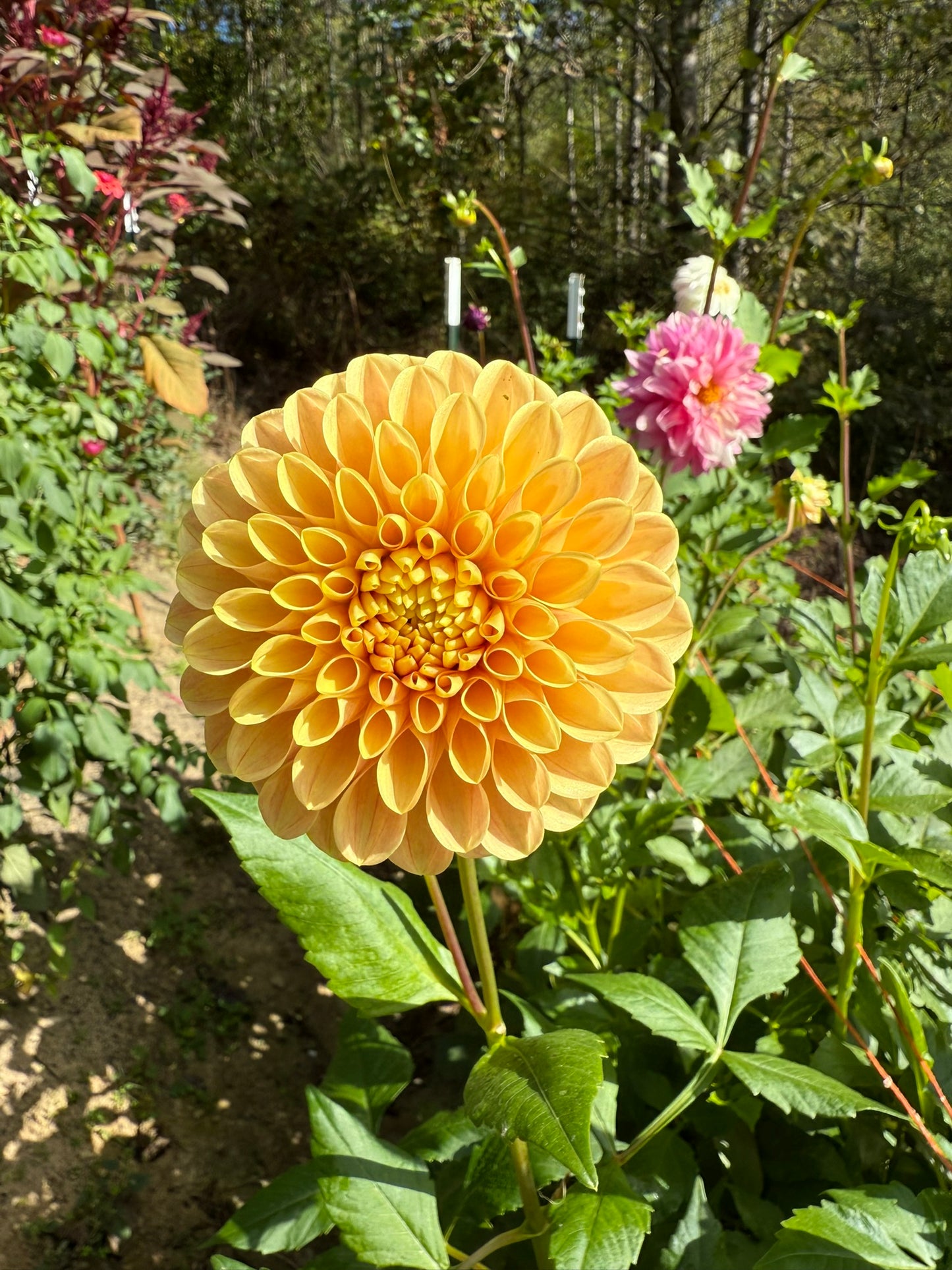 Darcy Dahlia Tuber