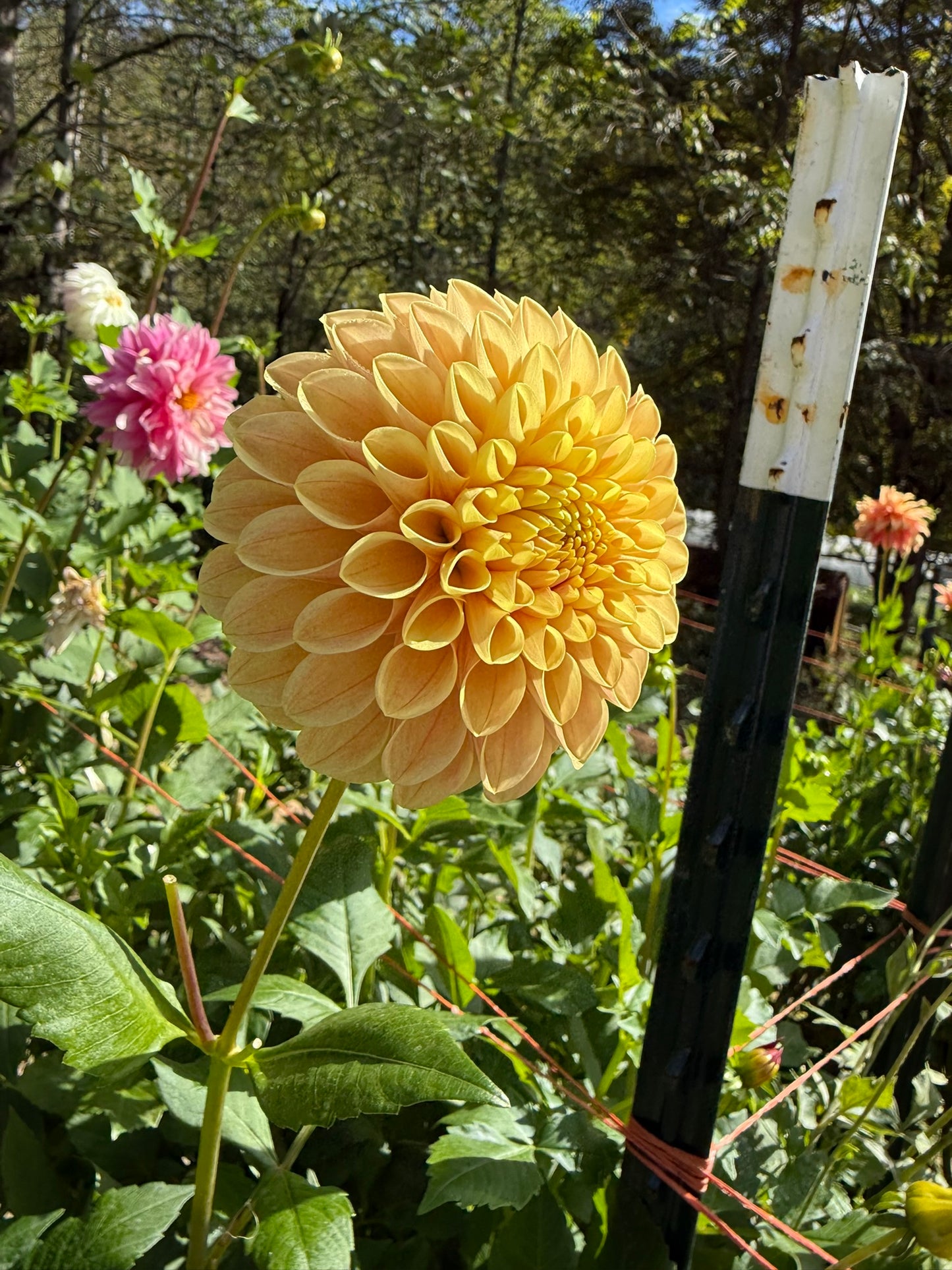 Darcy Dahlia Tuber