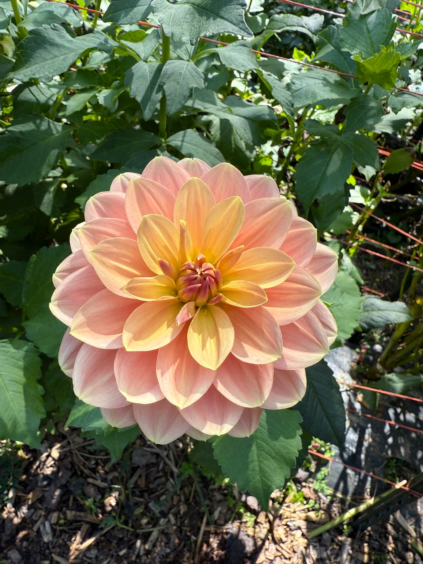 My Forever Dahlia Tuber