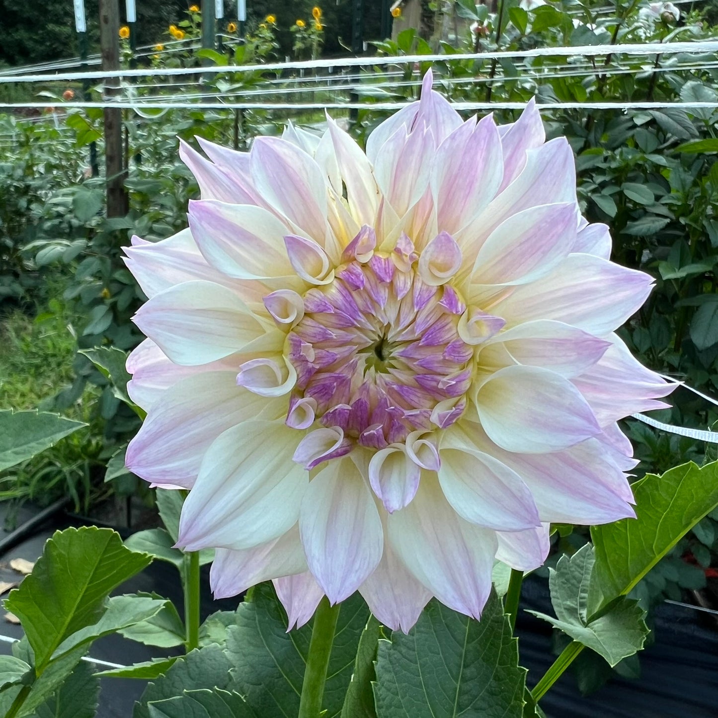 Bloomquist Compare Dahlia Tuber