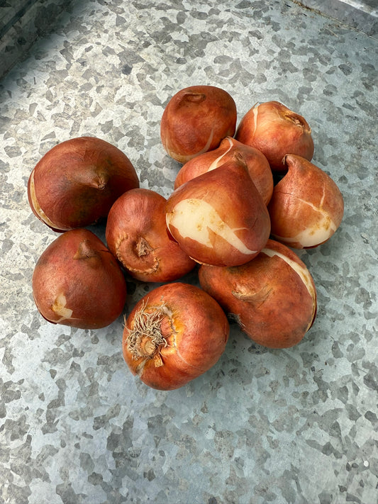 Disneyland Paris Tulip Bulbs