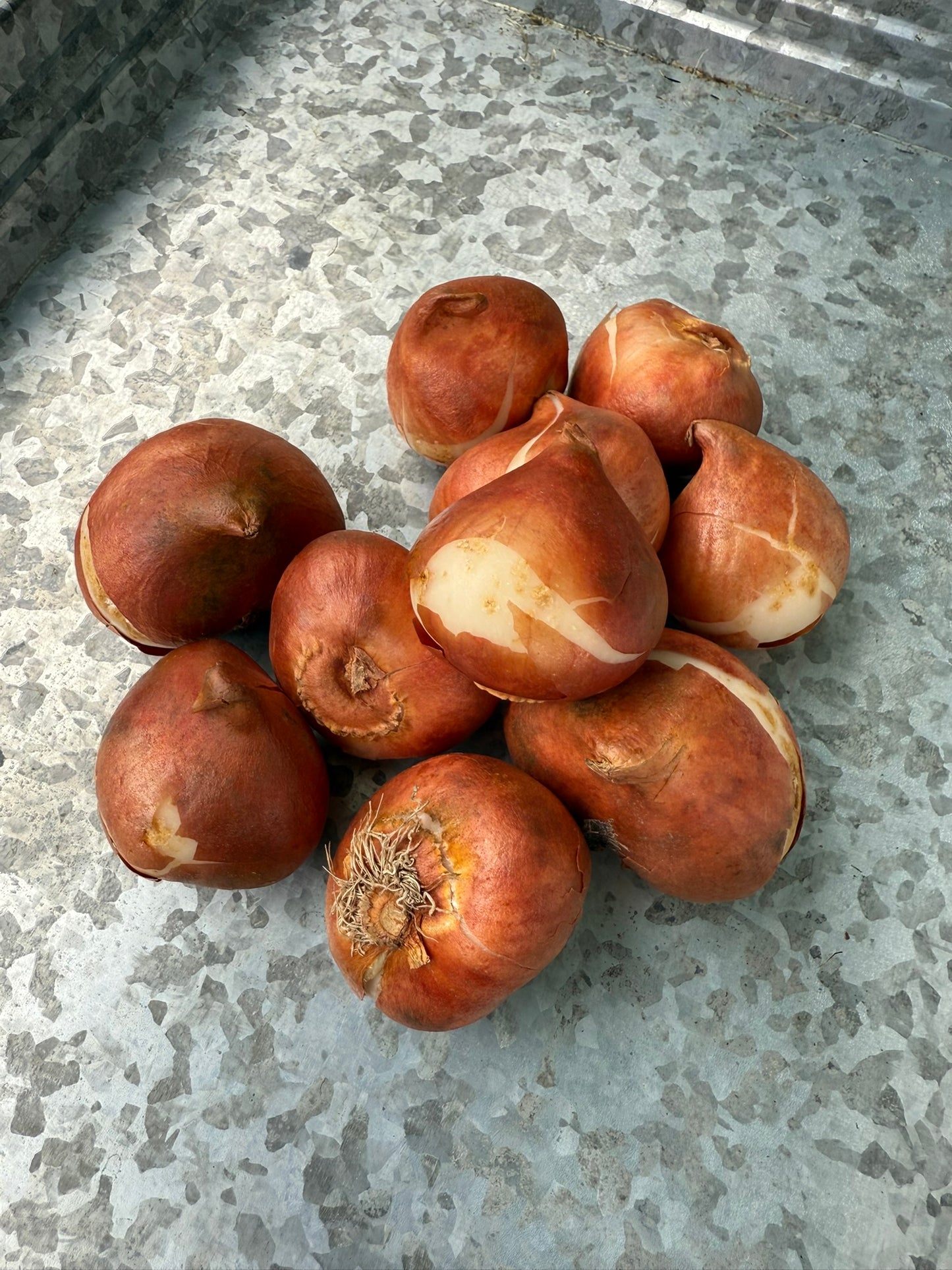 Disneyland Paris Tulip Bulbs