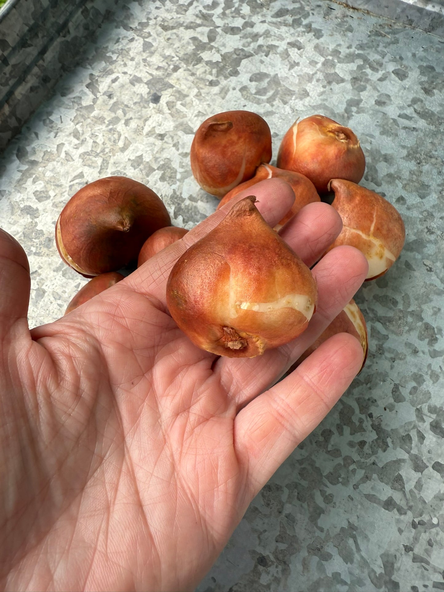 Disneyland Paris Tulip Bulbs