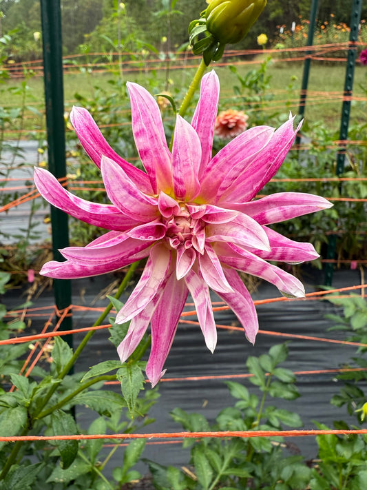 Pink Giraffe Dahlia Tuber