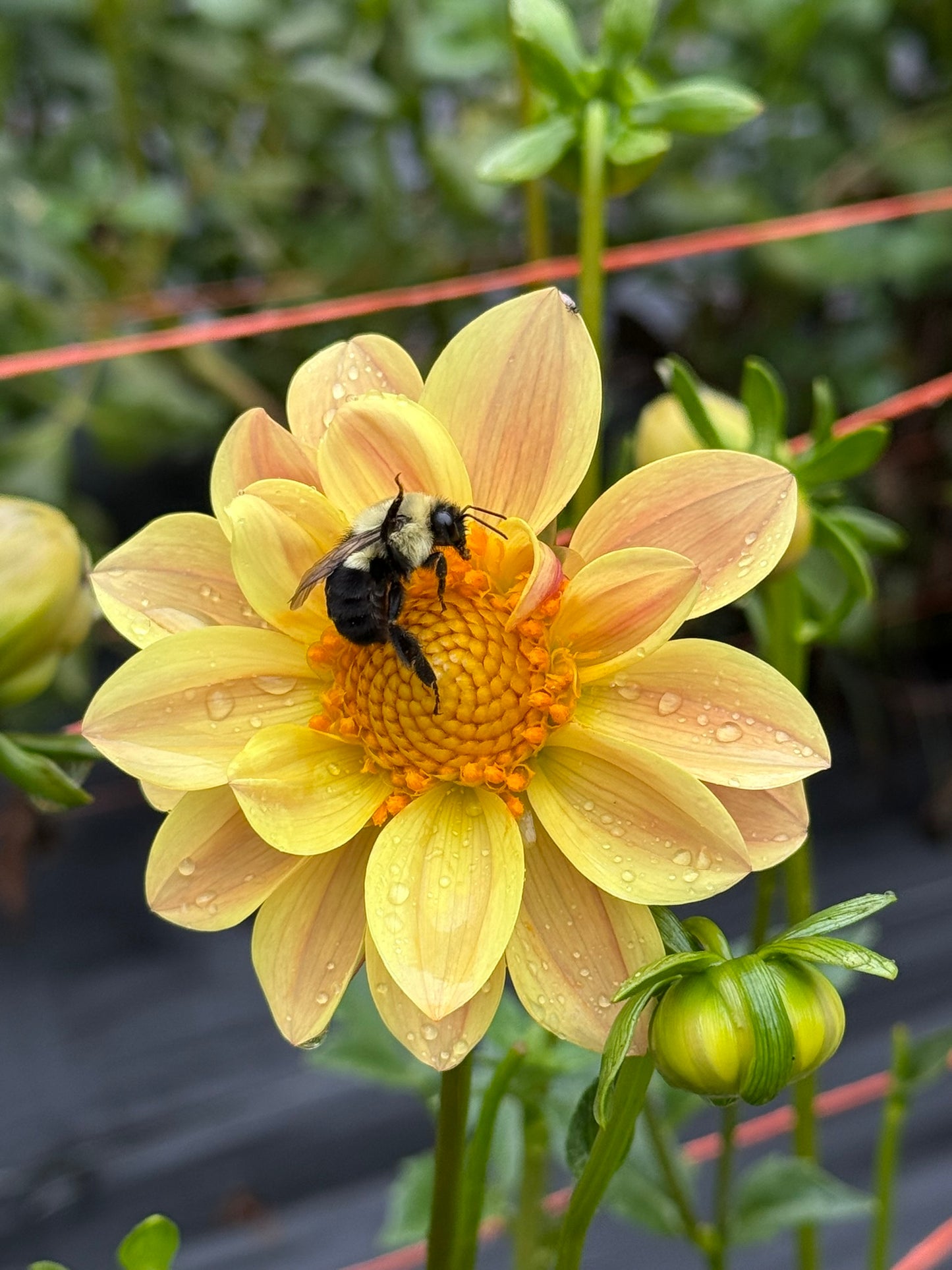 Bloomquist Honeycomb Dahlia Tuber