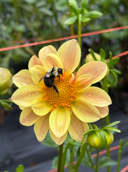 Bloomquist Honeycomb Dahlia Tuber