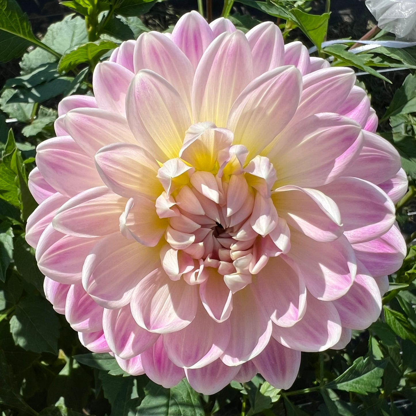 Kelgai Ann Dahlia Tuber