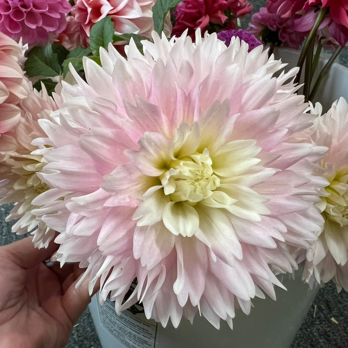 Chilson's Pride Dahlia Tuber