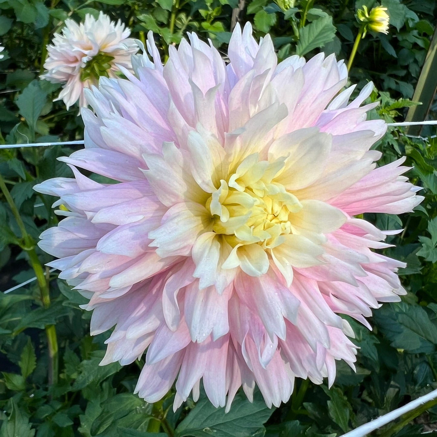 Chilson's Pride Dahlia Tuber