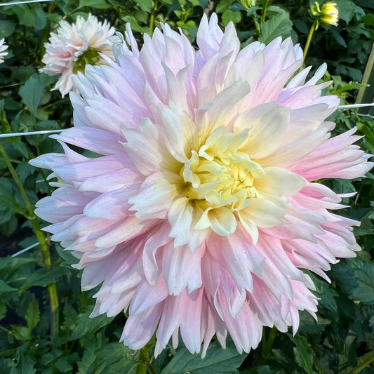 Chilson's Pride Dahlia Tuber