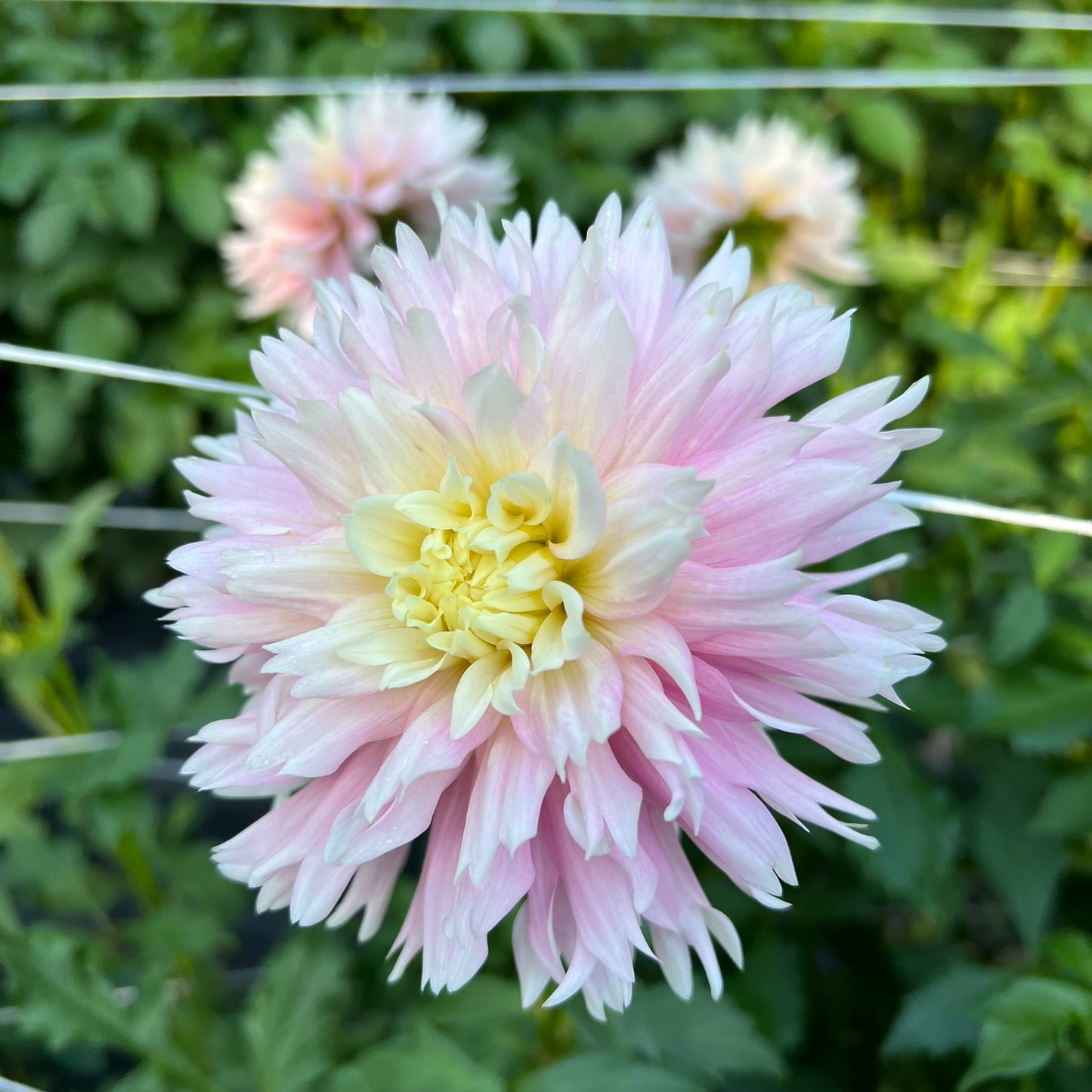 Chilson's Pride Dahlia Tuber