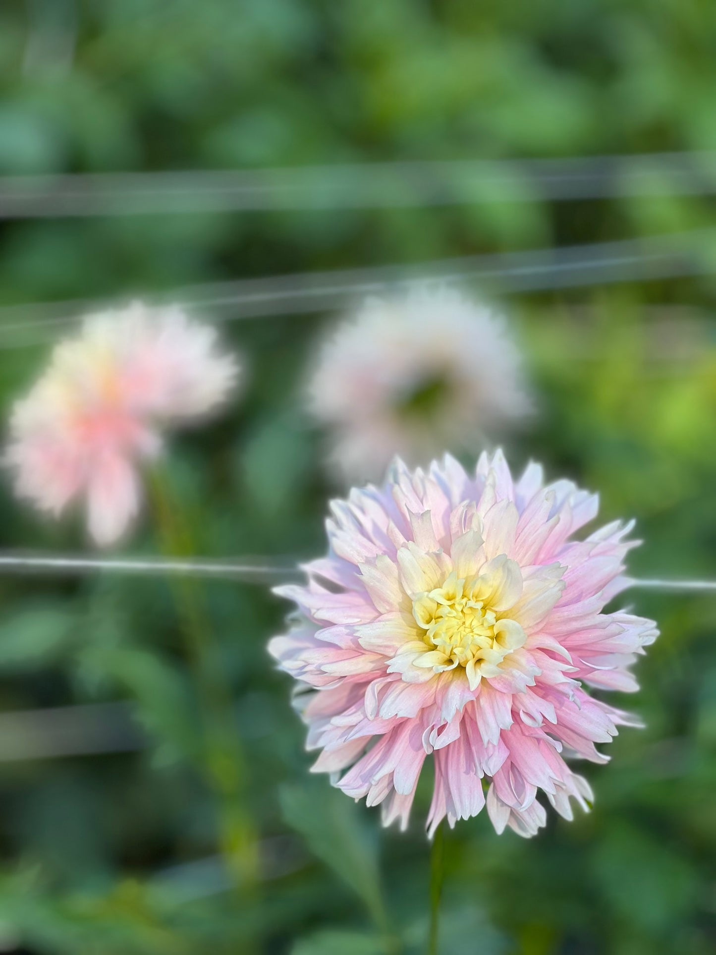 Chilson's Pride Dahlia Tuber