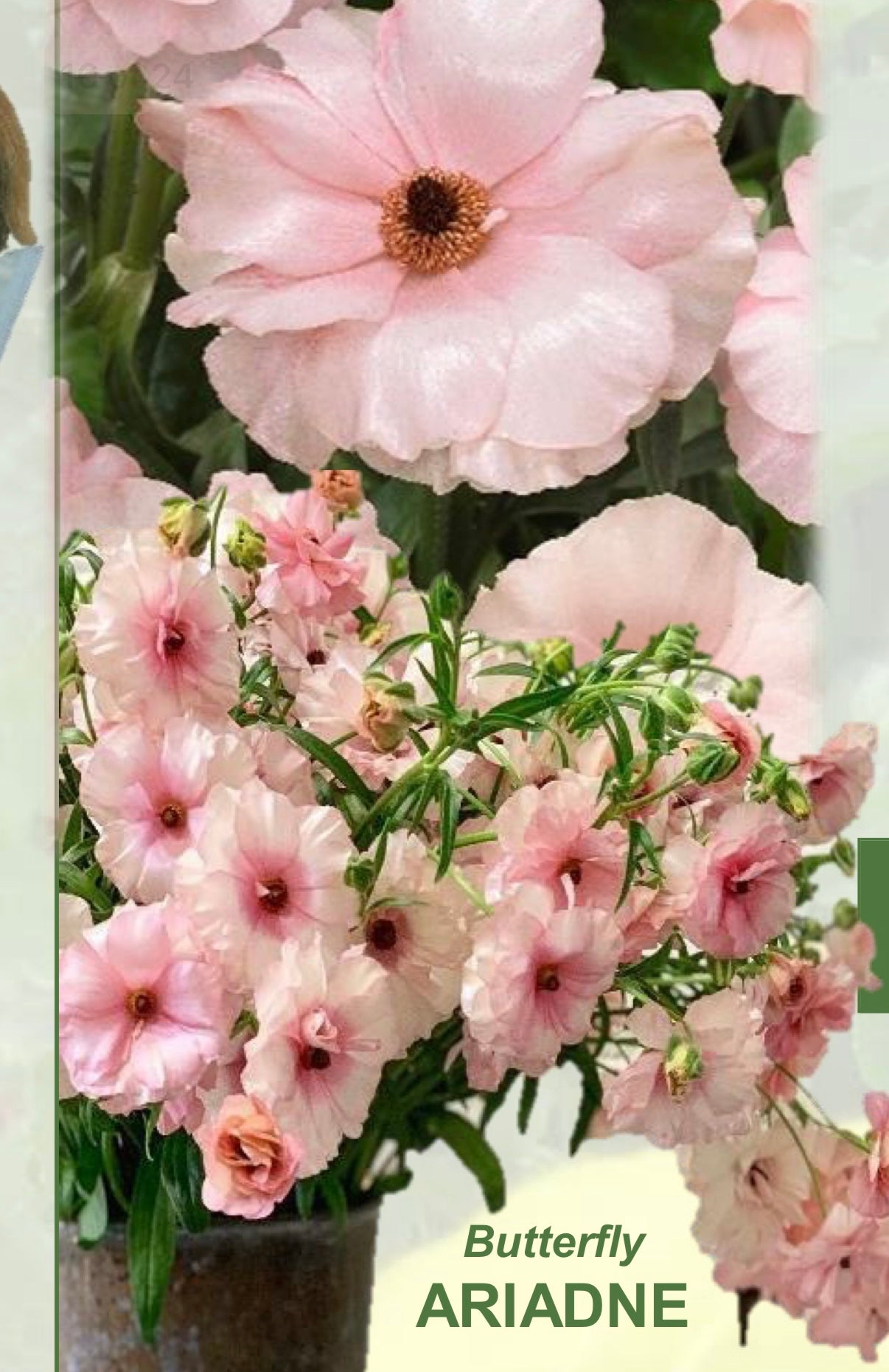 Butterfly Ranunculus Corms; Ariadne, Eris, Thiva, or Melissa