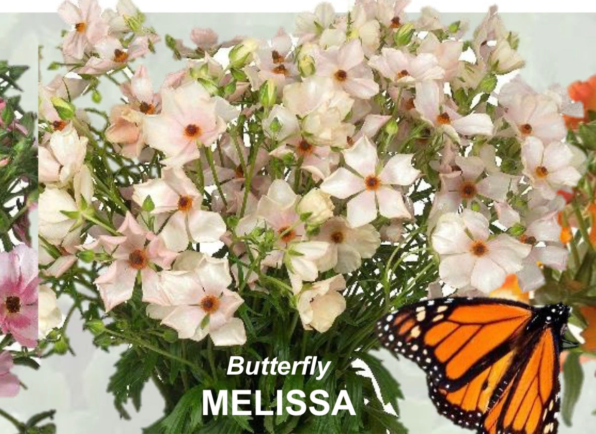 Butterfly Ranunculus Corms; Ariadne, Eris, Thiva, or Melissa