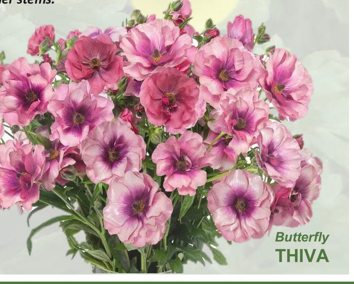 Butterfly Ranunculus Corms; Ariadne, Eris, Thiva, or Melissa
