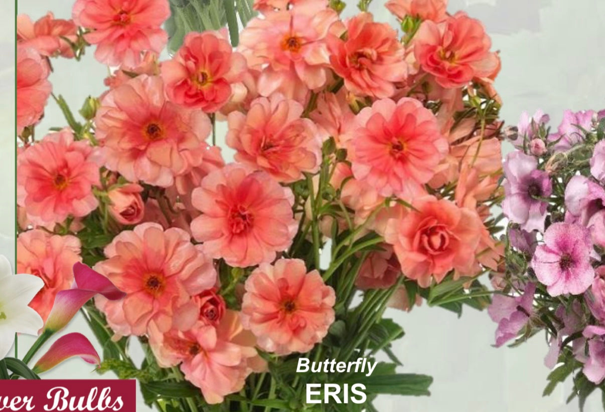 Butterfly Ranunculus Corms; Ariadne, Eris, Thiva, or Melissa
