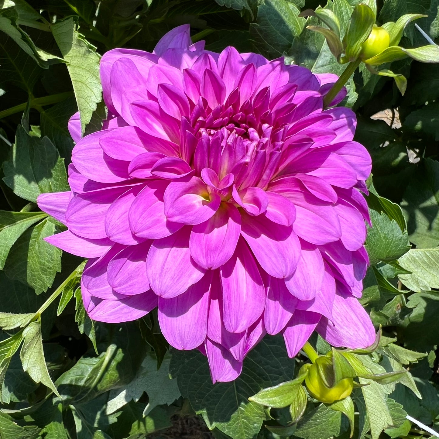 Bluetiful Dahlia Tuber