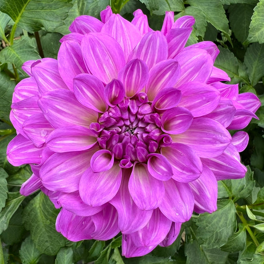 Bluetiful Dahlia Tuber