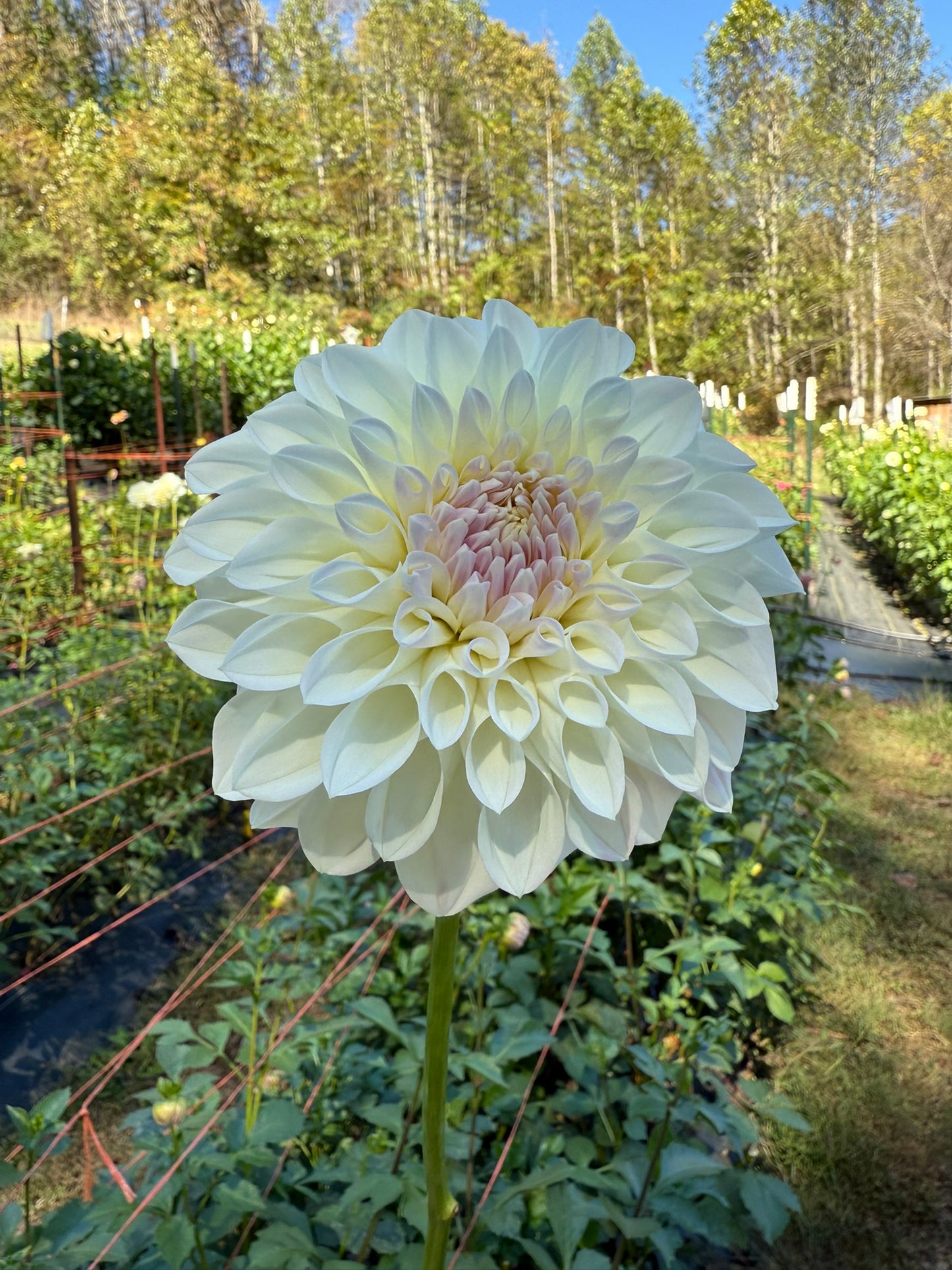 Lee's Opal Rooted Cutting