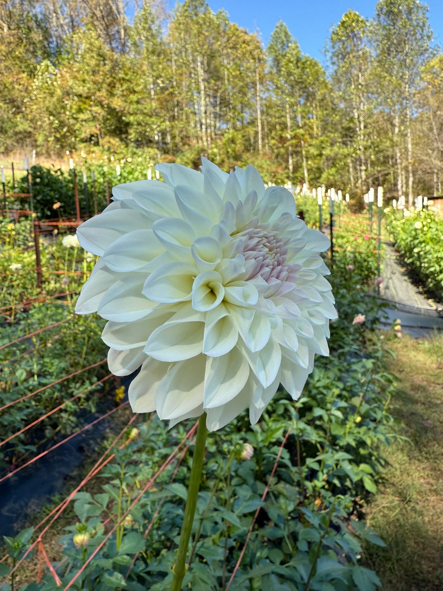 Lee's Opal Rooted Cutting