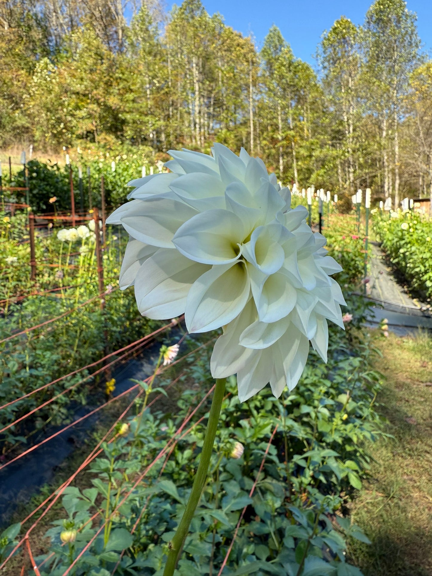 Lee's Opal Rooted Cutting