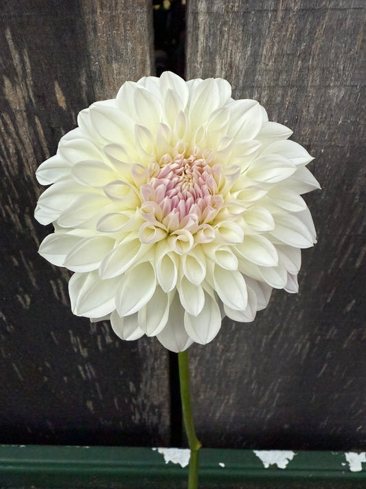 Lee's Opal Rooted Cutting