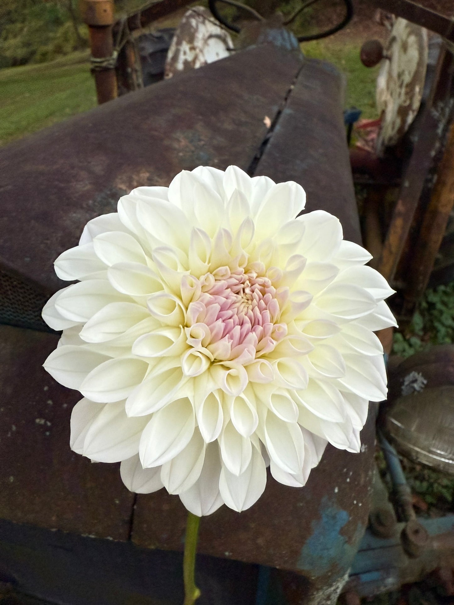 Lee's Opal Rooted Cutting