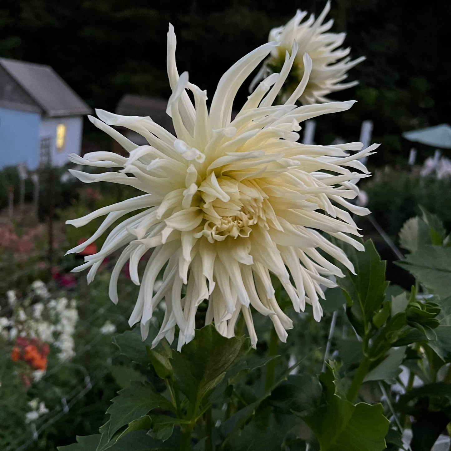 Snoho Storm Dahlia Tuber