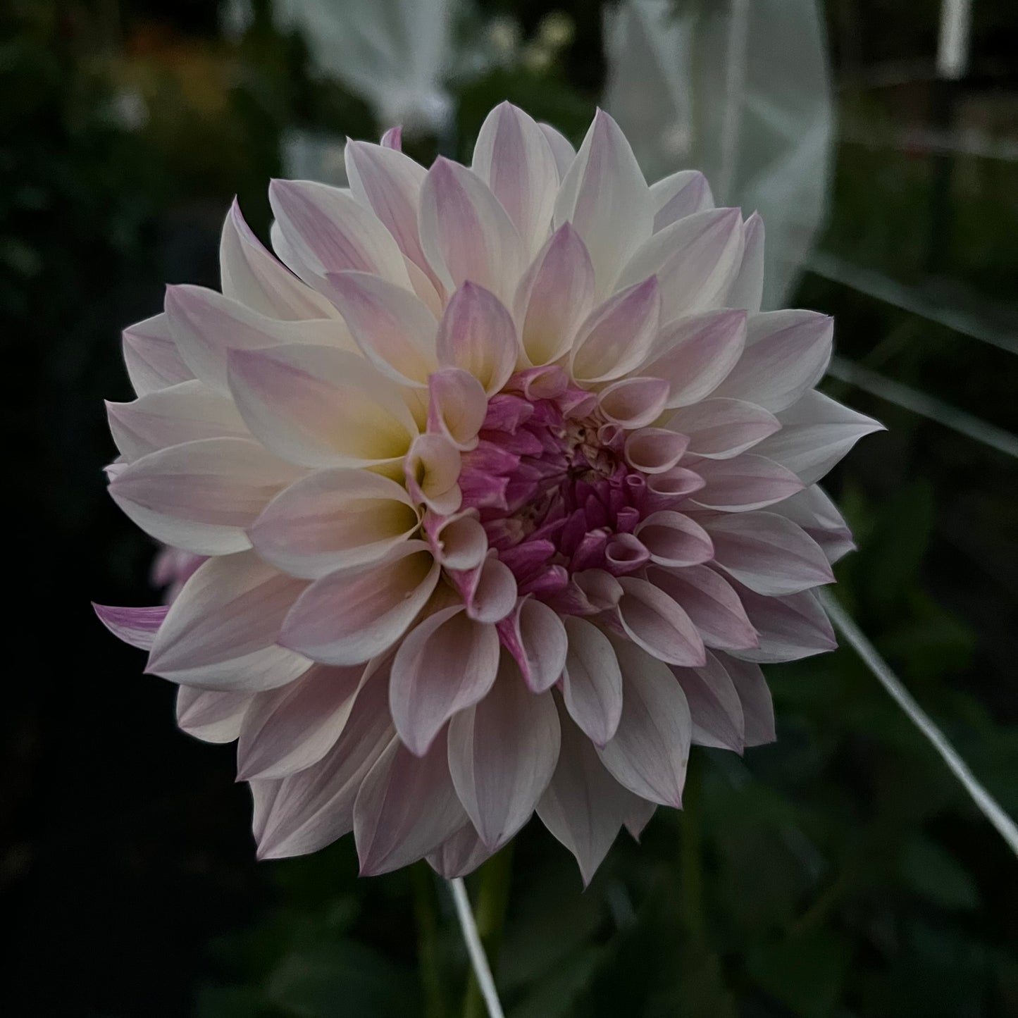 Bloomquist Compare Dahlia Tuber