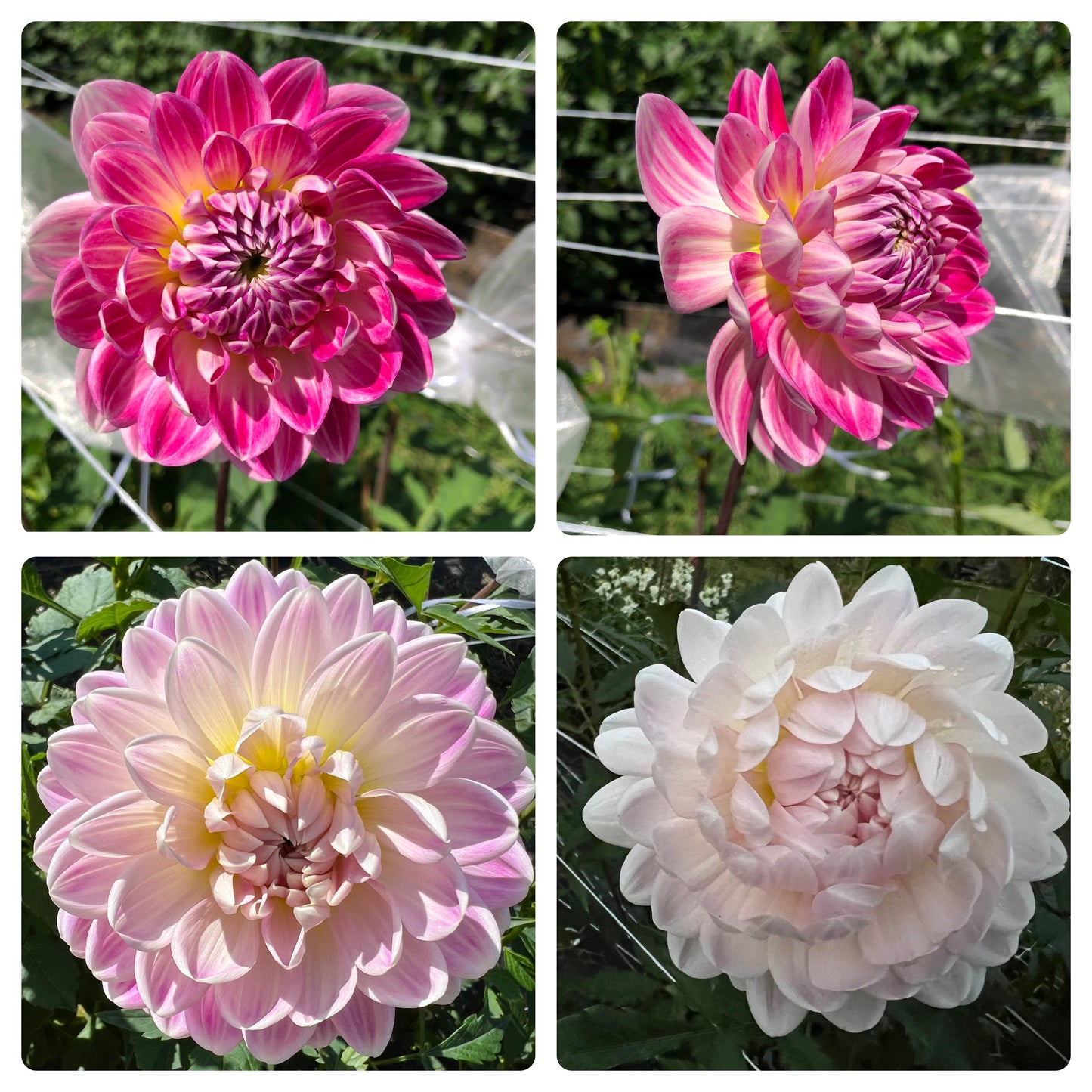 Kelgai Ann Dahlia Tuber