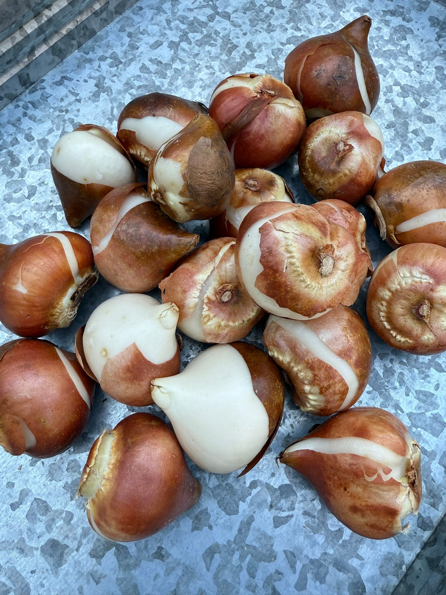 La Belle Epoque Tulip Bulbs