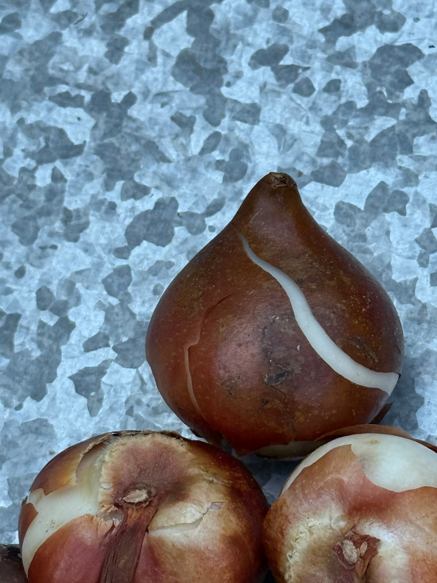 La Belle Epoque Tulip Bulbs