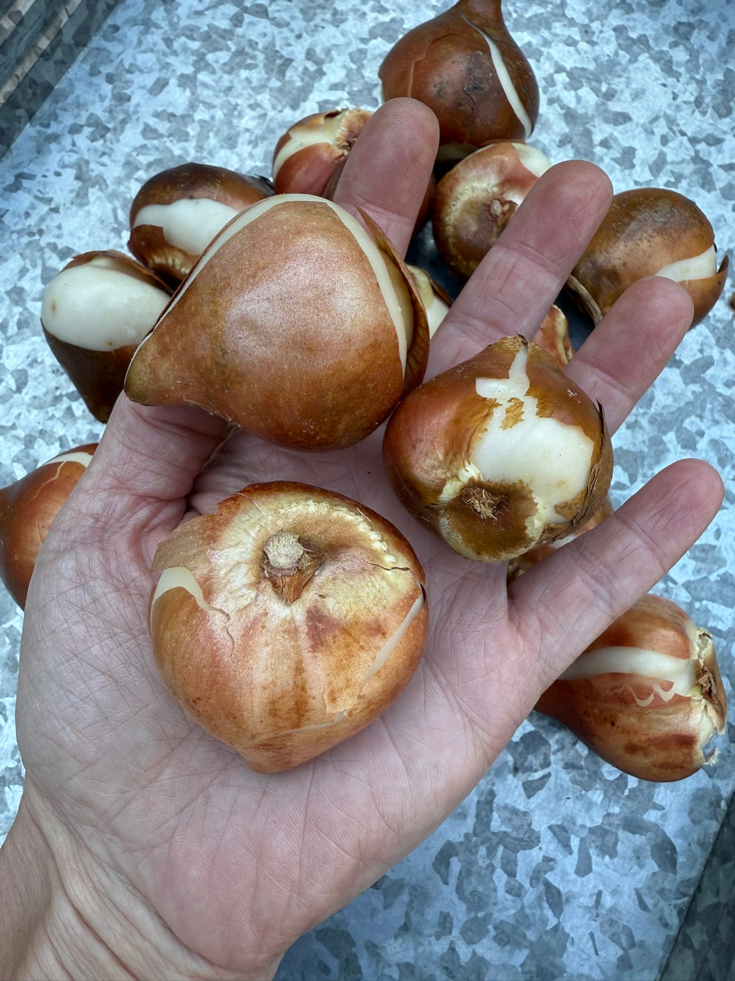 La Belle Epoque Tulip Bulbs